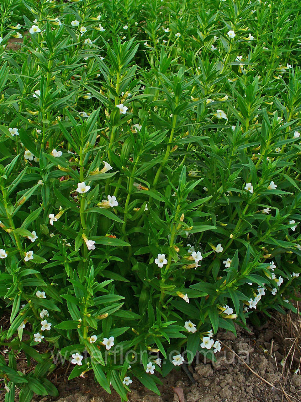 Авран лікарський — Gratiola officinalis