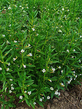 Авран лікарський — Gratiola officinalis