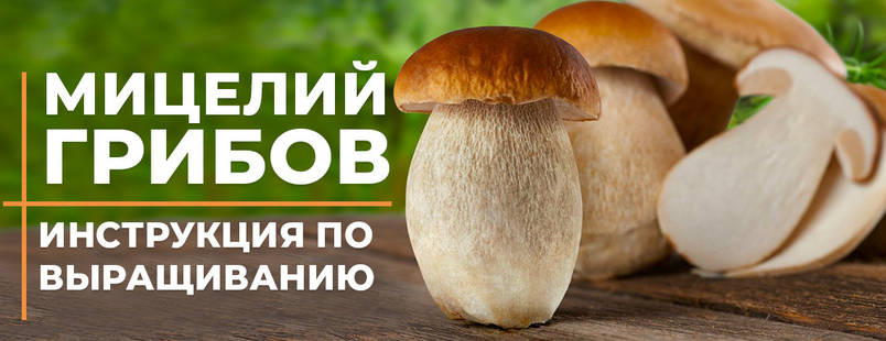 Міцелій грибів - вирощуємо вдома
