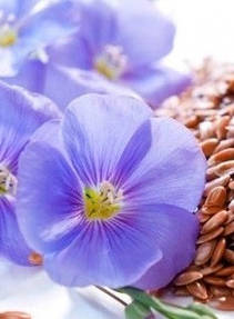 Лляне масло Flaxseed Oil