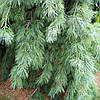 Сосна веймутова Пендула / С90 / h 160-200 / Pinus Pendula, фото 10