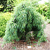 Сосна веймутова Пендула / С90 / h 160-200 / Pinus Pendula, фото 7