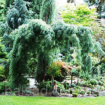 Сосна веймутова Пендула / С90 / h 160-200 / Pinus Pendula, фото 3