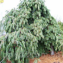 Сосна веймутова Пендула / С90 / h 160-200 / Pinus Pendula, фото 4