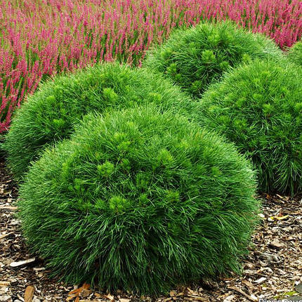 Сосна гірська Варелла / С5 / h 20-30 / Pinus mugo Varella, фото 1
