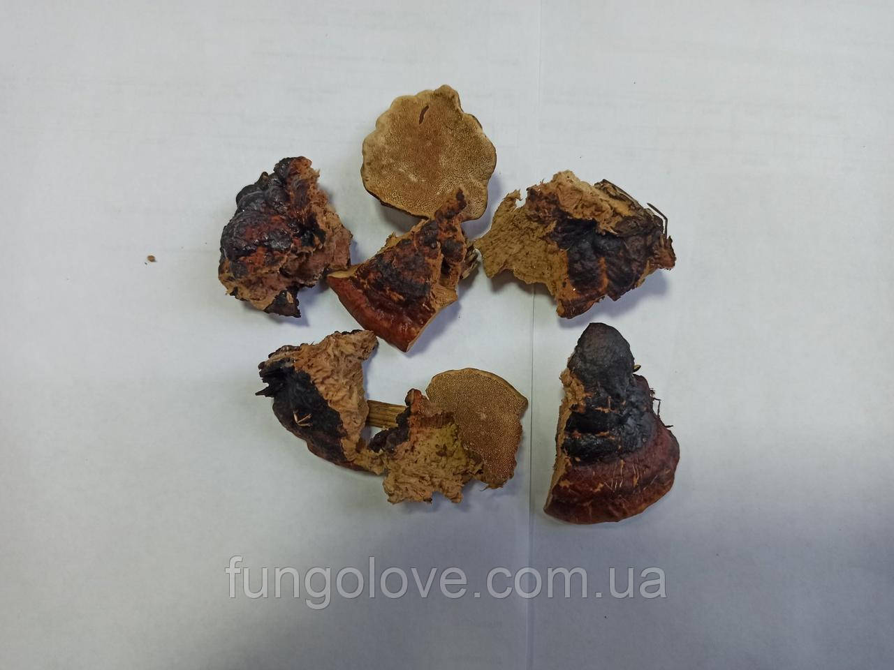 Трутовик Облямований сухий (Fomitopsis pinicola), фото 1