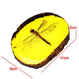 Бабка в бурштині 8х11х2 см. Бурштиновий камінь з комахою. Інклюзи у бурштині. Імітація бурштину, фото 5