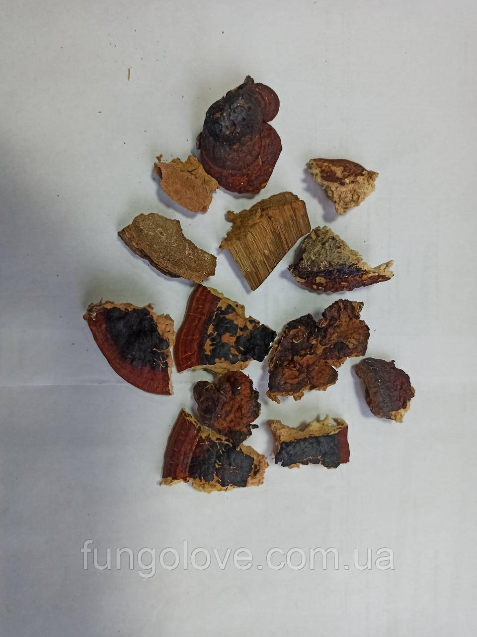 Ганодерма смолиста суха (Ganoderma resinaceum), фото 1