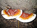 Ганодерма смолиста суха (Ganoderma resinaceum), фото 3