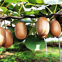 Рекомендації по догляду за ківі