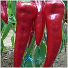 Перець солодкий Армагеддон F1 10 шт (zip-paket), фото 4