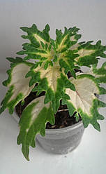 Колеус Glasshouse Works