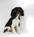 Стрижка Кинг Чарльз Спаниеля, фото 2