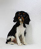 Стрижка Кинг Чарльз Спаниеля, фото 3