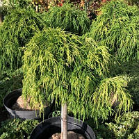 Саженцы Кипарисовика горохоплодного Санголд на штамбе (Chamaecyparis pisifera Sungold) С4