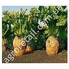 Буряк кормовий жовтий Урсус Полі фермерський ваговий 0.5 кг Велес, фото 2