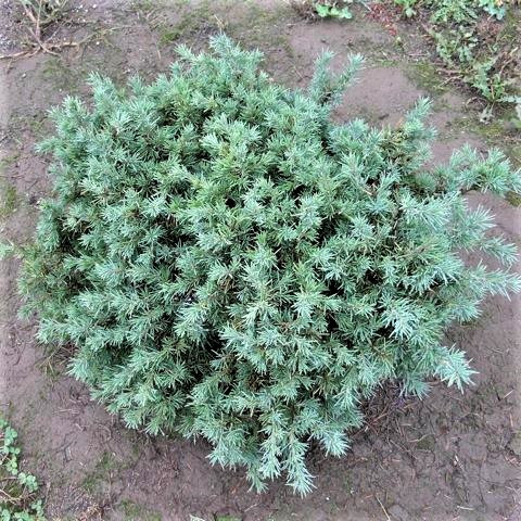 Саджанці Кедра гімалайського Голландія, 4-х річний (Cedrus deodara Hollandia) С3