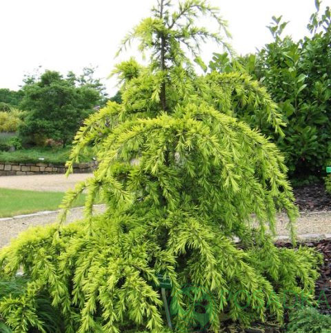 Саджанці Кедра гімалайського Вінкс Голден, 4-х річний (Cedrus deodara Vink's Golden) С3