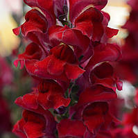 Ротики садові (аntirrhinum majus) Monaco  F1 PanAmerican 1000 seed