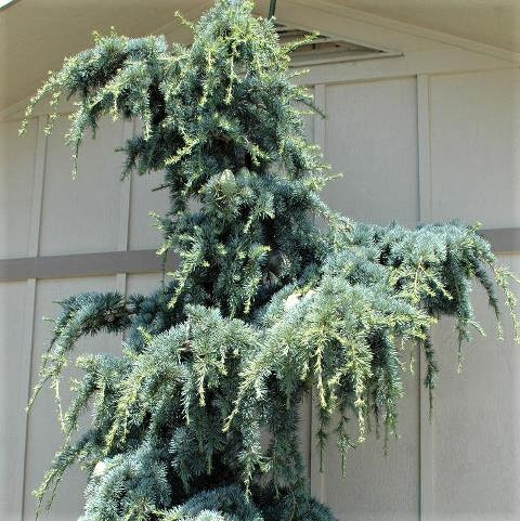 Саджанці Кедра ліванського Атлантика Ла Фоунтайн, 4-х річний (Cedrus libani Atlantica La Fountaine) С3