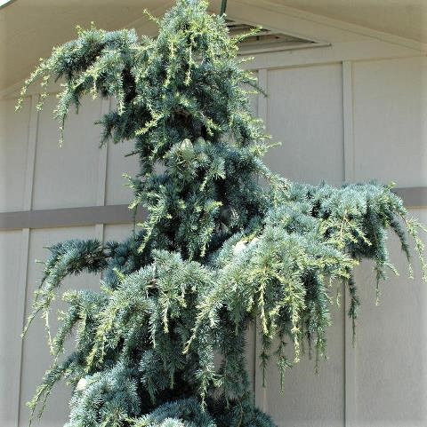 Саджанці Кедра ліванського Атлантика Ла Фоунтайн (Cedrus libani Atlantica La Fountaine) С3