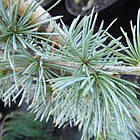 Саджанці Кедра ліванського Атлантика Ла Фоунтайн, 4-х річний (Cedrus libani Atlantica La Fountaine) С3, фото 2