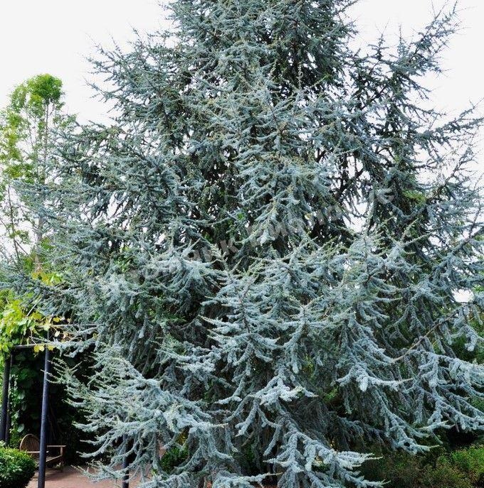 Саджанці Кедра ліванського Глаука, 3-х річний (Cedrus libani Glauca) С2