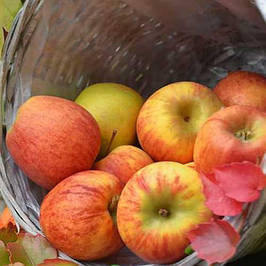Пізні (зимові) сорти яблуні