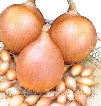 Цибуля сіянка озима Стурон 0,5 кг TOP Onion, фото 1