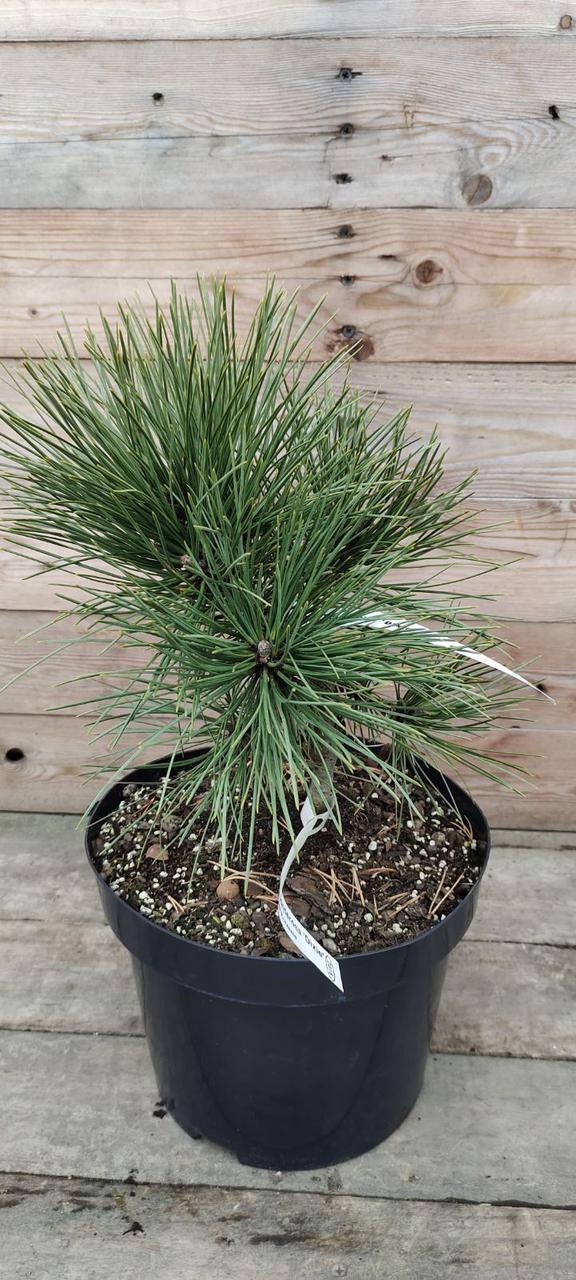 Сосна жовта Діксі/Pinus ponderosa 'Dixie' С10/Н20-30