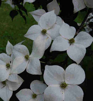 Дерен коуза " Клавдія " \ Cornus kousa Claudia ( саджанці  щеплени 2 роки ) Дерен китайський, фото 2