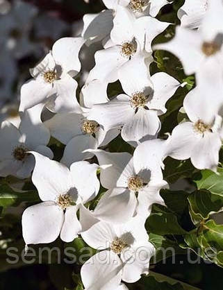 Дерен коуза " Клавдія " \ Cornus kousa Claudia ( саджанці  щеплени 2 роки ) Дерен китайський