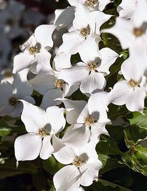 Дерен коуза " Клавдія " \ Cornus kousa Claudia ( саджанці  щеплени 2 роки ) Дерен китайський, фото 2