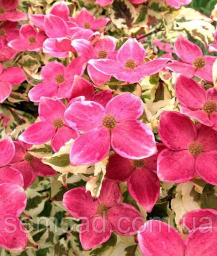 Дерен коуза Акатцукі ( саджанці щеплені 2 роки р9 ) Дерен китайський