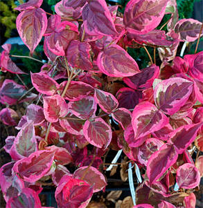 Дерен коуза Акатцукі ( саджанці щеплені 2 роки р9 ) Дерен китайський, фото 2