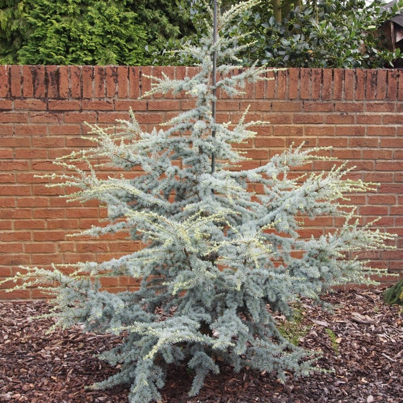 Саджанці Кедр цукровий Фрост, 3-х річний (Cedrus atlantica Sahara Frost) С2