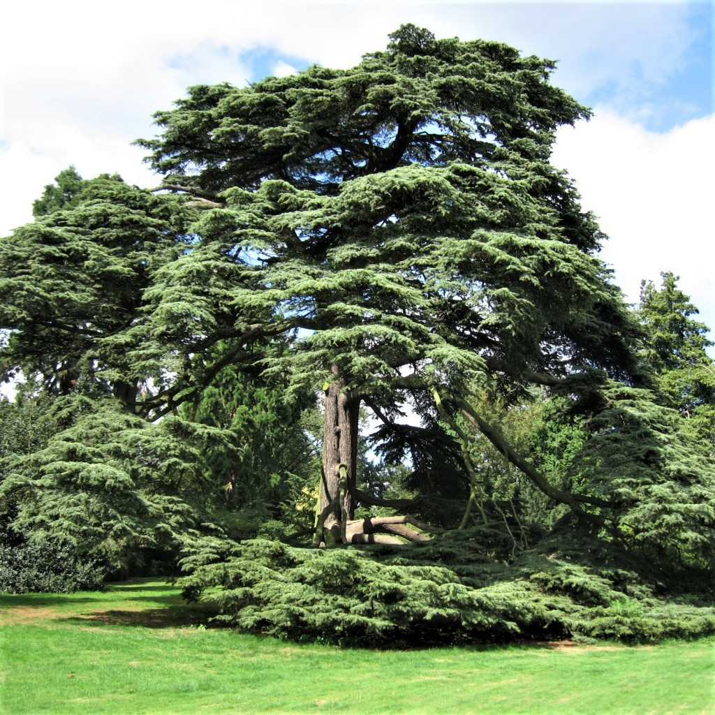 Саджанці Кедра ліванського Італі, 3-х річний (Cedrus libani Italie) С2