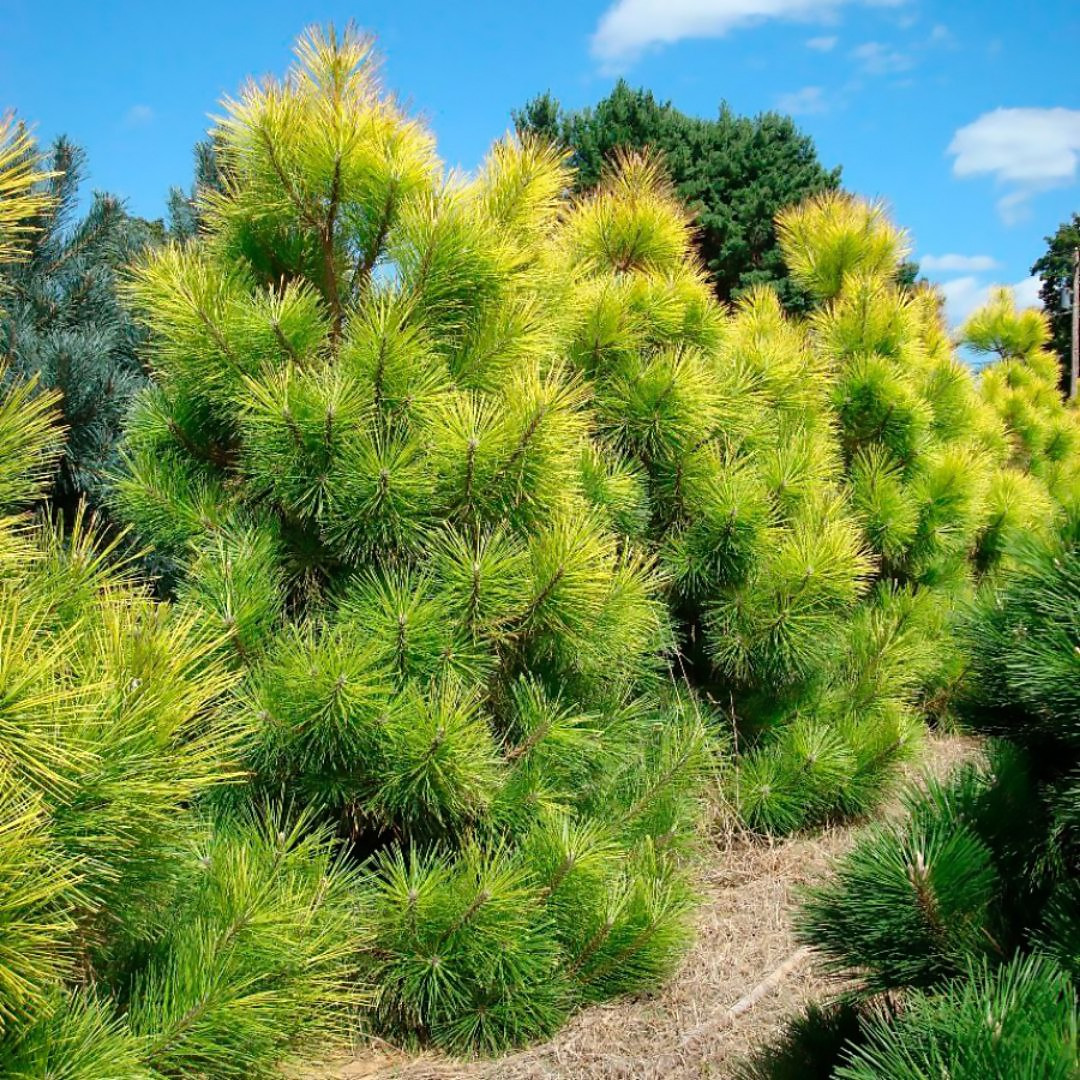 Саженцы Сосны Жёлтой (Орегонской) (Pinus ponderosa) Р9 - фото 1 - id-p867068221