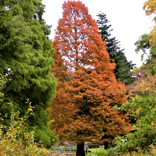 Саженцы Метасеквойя китайская Олл Бронз (Metasequoia All Bronze) С5 - фото 1 - id-p1525195208