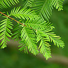 Саджанці Метасеквойя китайська Міс Грейс (Metasequoia Miss Grace) С3, фото 2