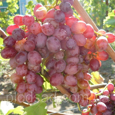 Виноград кишмиш Червоний палець