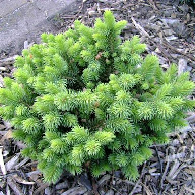 Саджанці Ялиці шершавоплодной Грін Глоб, 4-х річна (Abies lasiocarpa Green Globe) С3