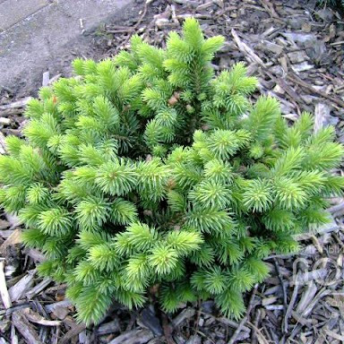 Саджанці Ялиці шершавоплодной Грін Глоб (Abies lasiocarpa Green Globe) С3