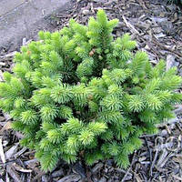 Саженцы Пихты шершавоплодной Грин Глоб (Abies lasiocarpa Green Globe) С3