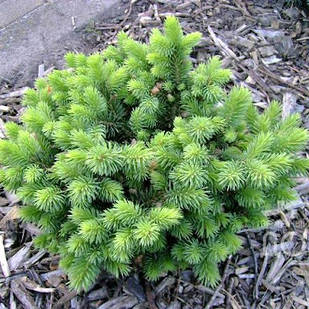 Саджанці Ялиці шершавоплодной Грін Глоб, 4-х річна (Abies lasiocarpa Green Globe) С3