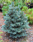 Саджанці Ялиці субальпійської Міколас, 4-х річна (Abies lasiocarpa Mikolas) С3, фото 2