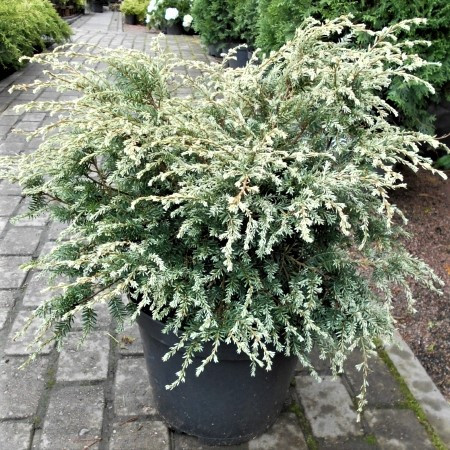 Саджанці Тсуги канадської Гентш Уайт, 4-х річна (Tsuga canadensis Gentsch White) С3