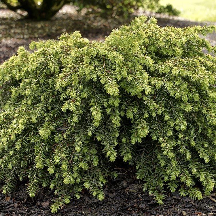 Саджанці Тсуги канадської Менні Коунс, 4-х річна (Tsuga canadensis Many Cones) С3