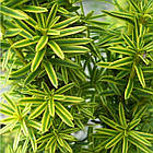 Саджанці Тиса ягідного Гринн Колумн (Taxus baccata Green Column) С7.5, фото 2