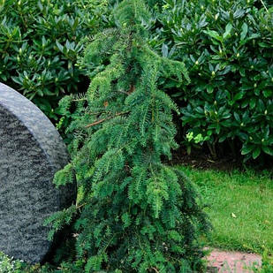 Саджанці Тиса ягідного Довастониана (Taxus baccata Dowastoniana) Р9